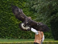 Steinadler 106